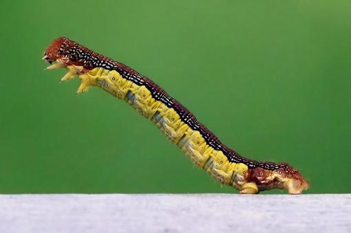 シャクトリムシ チャバネフユエダシャク,シャクトリムシ,尺取り虫の写真素材