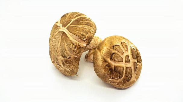生しいたけの食材素材 生しいたけの食材素材 しいたけ,椎茸,きのこの写真素材