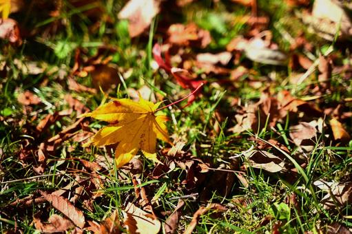 黄色のもみじ 秋,もみじ,自然の写真素材