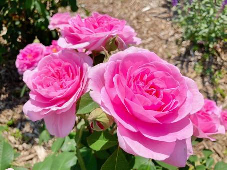 Photo, rose, flower, beautiful, 