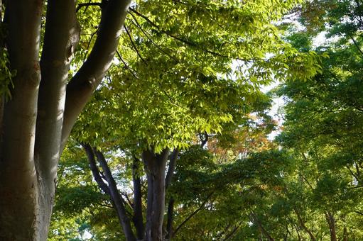 sunshine filtering through trees, sunbeams leaves, forest, park, JPG