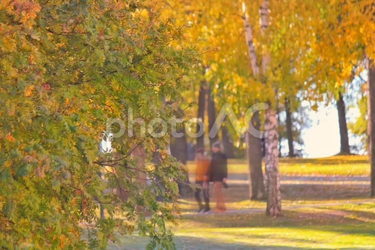 北欧の秋　美しい公園で散歩 紅葉,秋,北欧の写真素材