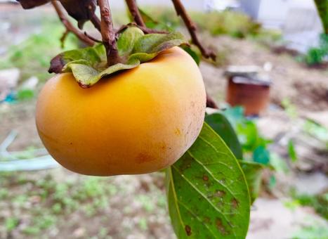 木になっている柿を収穫の写真