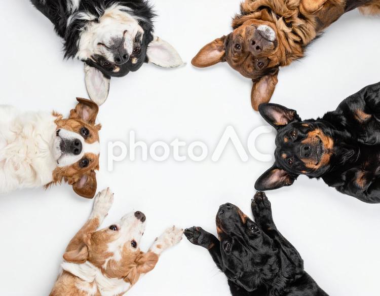 輪になって集まる犬　犬の集会　白背景 犬,ペット,愛犬の写真素材
