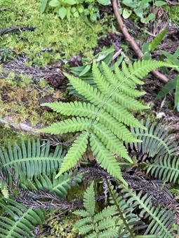 野草 野草の写真
