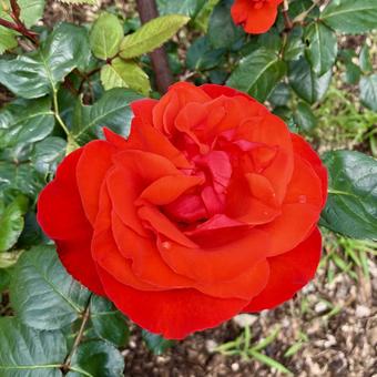 花★薔薇(バラ コーラス) 花★薔薇(バラ コーラス)の写真