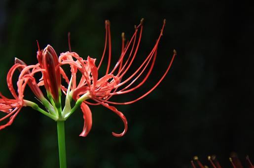 彼岸花 曼殊沙華 彼岸花 曼殊沙華 曼殊沙華,彼岸花,秋の写真素材