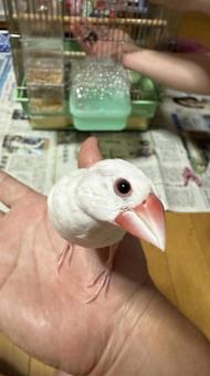 可愛い白い文鳥 可愛い白い文鳥 文鳥,小鳥,鳥の写真素材