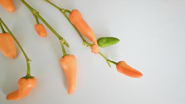 コニカル (鑑賞用とうがらし)  コニカル,唐辛子,鑑賞用の写真素材