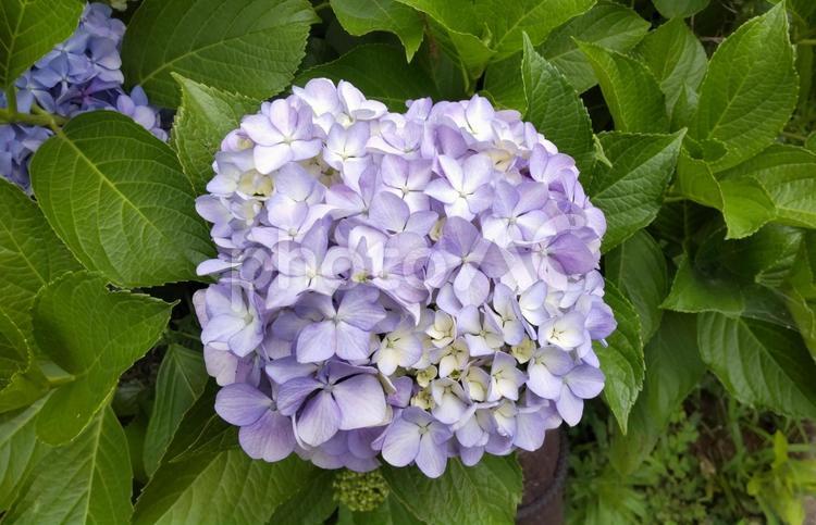 薄紫　アジサイ　　一輪 きれい,花びら,満開の写真素材