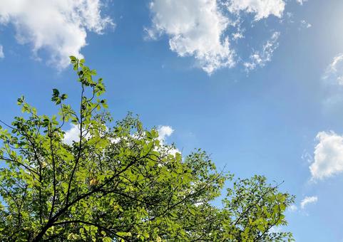 秋空 秋空の写真