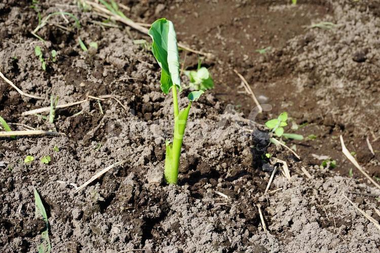 サトイモ栽培 サトイモ,栽培,家庭の写真素材