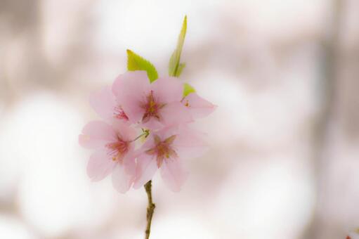 桜 桜の写真