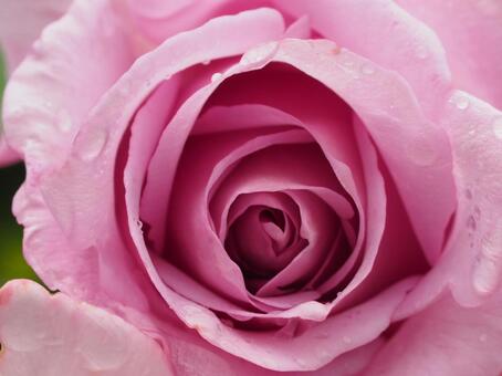 ラベンダー色のバラ　夜来香⑩ バラ,薔薇,花の写真素材