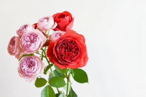 赤と紫のばら 赤と紫のばら モーブティアラ,紫,赤い薔薇の写真素材