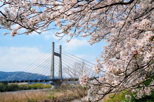 雲南市の桜と木次大橋 雲南市の桜と木次大橋 木次,桜,春の写真素材
