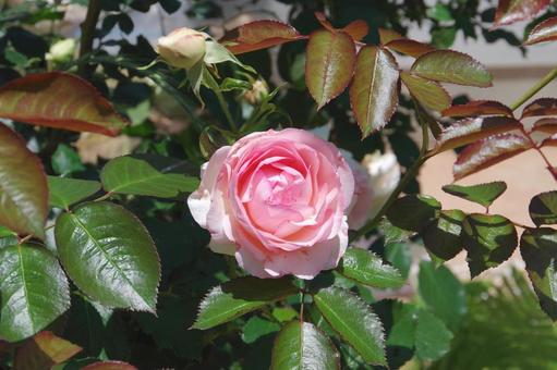 ピンク色の薔薇 ばらの花,花,バラの写真素材