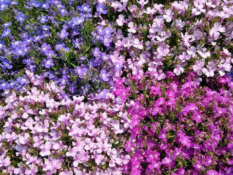 Moss phlox, JPG