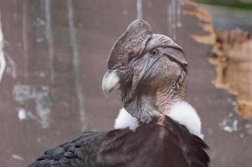 ハゲワシ ハゲワシの写真