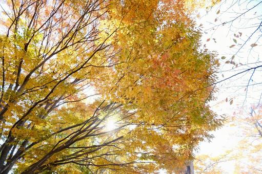 日差しと黄色 枝,葉,黄色の写真素材