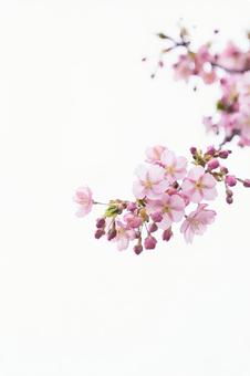 河津桜の背景 縦画像 河津桜の背景 縦画像の写真