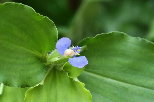 マルハツユクサ 植物,自然,雑草の写真素材