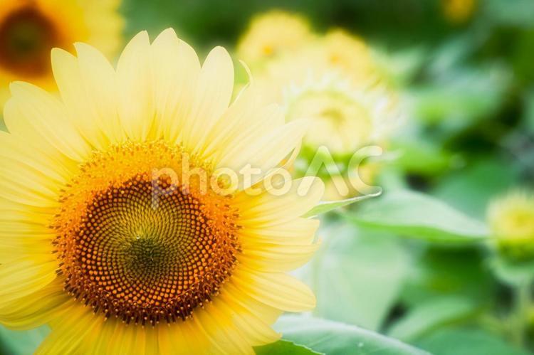 ひまわり畑でつかまえて ひまわり,ヒマワリ,向日葵の写真素材