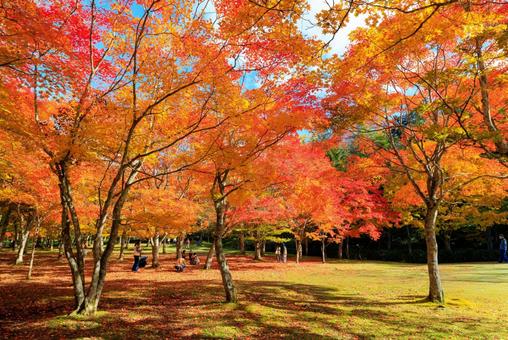 北海道の紅葉 北海道の紅葉 紅葉,秋,季節の写真素材