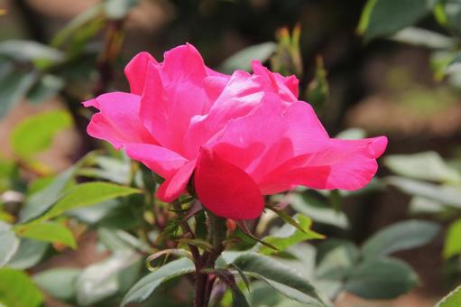 バラ・薔薇 ノックアウト バラ・薔薇 ノックアウトの写真