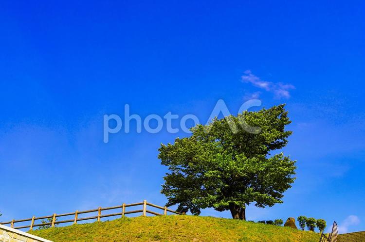 青空と木 背景,青空,自由の写真素材