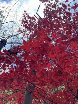 晩秋の田舎 風景,レトロ,ノスタルジーの写真素材