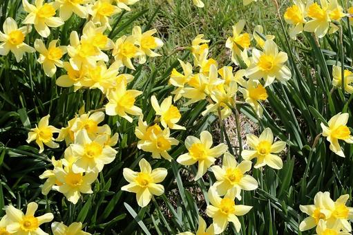 ラッパスイセン ラッパスイセン 植物,花,喇叭水仙の写真素材