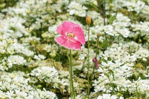 白いオルラヤの花とピンクのポピイ 白いオルラヤの花とピンクのポピイの写真