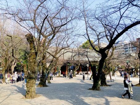 東京風景・靖国神社 東京風景・靖国神社の写真