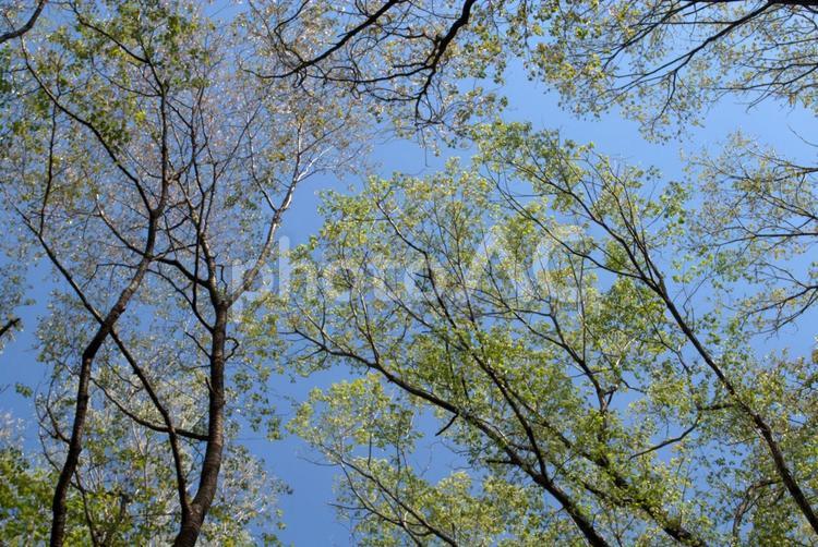 晴れた日の新緑の森 新緑,森,木々の写真素材