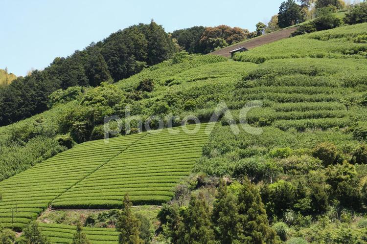 新茶の茶畑 茶,新茶,茶畑の写真素材