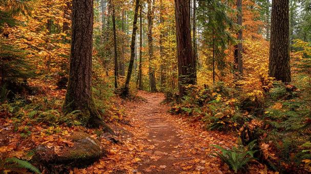 紅葉に染まる森の小道 紅葉に染まる森の小道の写真