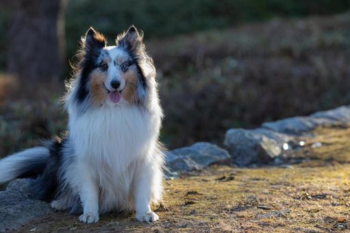 シェルティ シェルティの写真