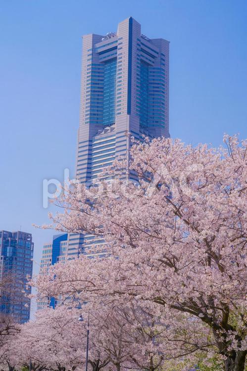 満開の桜と横浜みなとみらいの街並み 桜,春,満開の写真素材