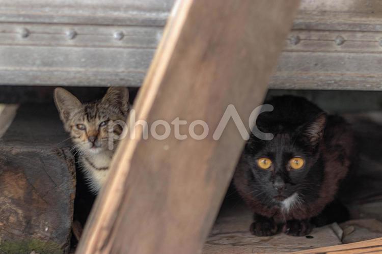 運送会社に住み着くノラ猫 猫,ねこ,ネコの写真素材