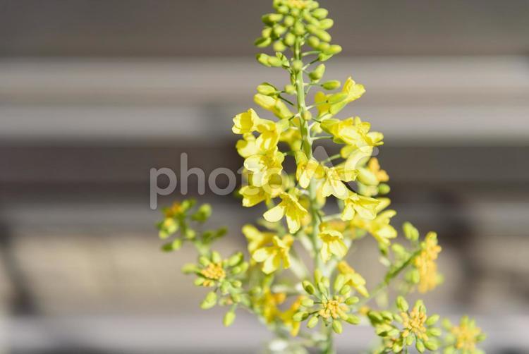 白い葉ボタンの小さくて可愛らしい花 葉牡丹,葉ボタン,葉ぼたんの写真素材