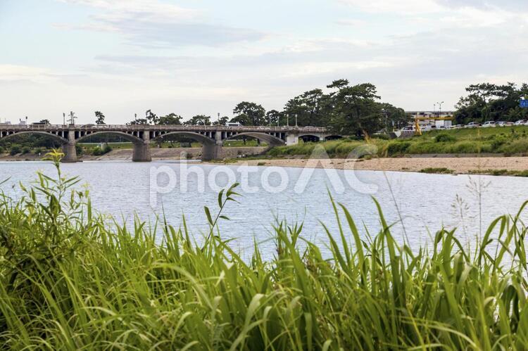 草が茂る夏の河川敷 川,草,夏の写真素材