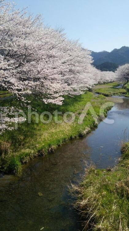 桜並木 木,風景,自然の写真素材