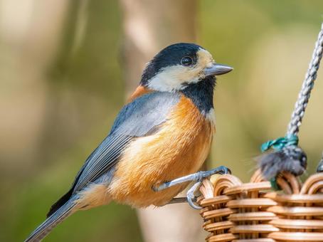 カゴにとまるヤマガラ カゴにとまるヤマガラ ヤマガラ,野鳥,鳥の写真素材
