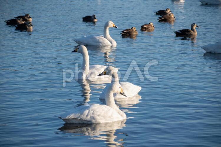 白鳥と鴨と瓢湖 コハクチョウ,羽ばたき,渡り鳥の写真素材