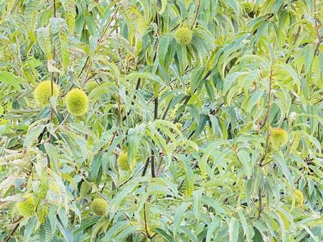 栗の木 栗の木の写真
