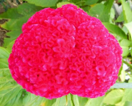 【花の写真】赤いケイトウの花 ケイトウ,鶏頭,鶏冠の写真素材