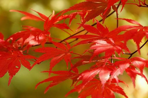 紅葉12 紅葉12 植物,秋,紅葉の写真素材