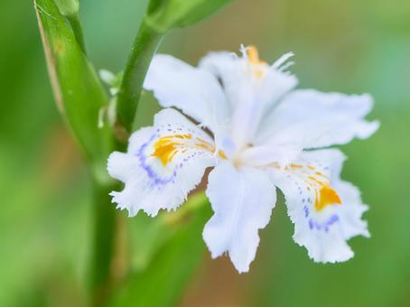 緑色背景の著莪シャガの花のアップ 緑色背景の著莪シャガの花のアップの写真