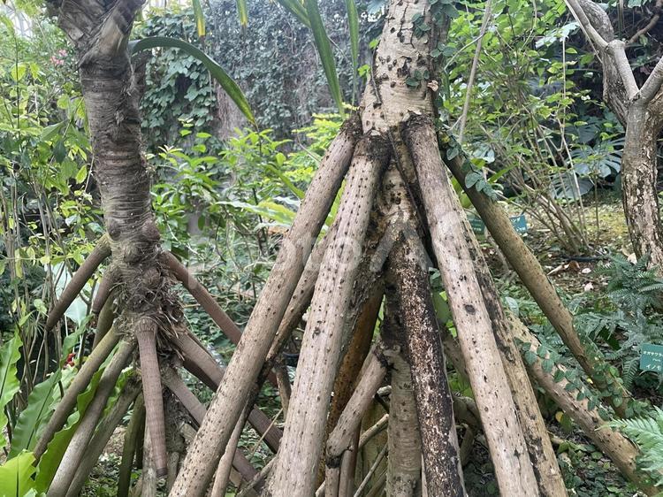 木の根っこ 葉っぱ,植物,自然の写真素材